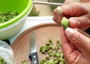 Her evde aileler bamya kesimi yapıyor