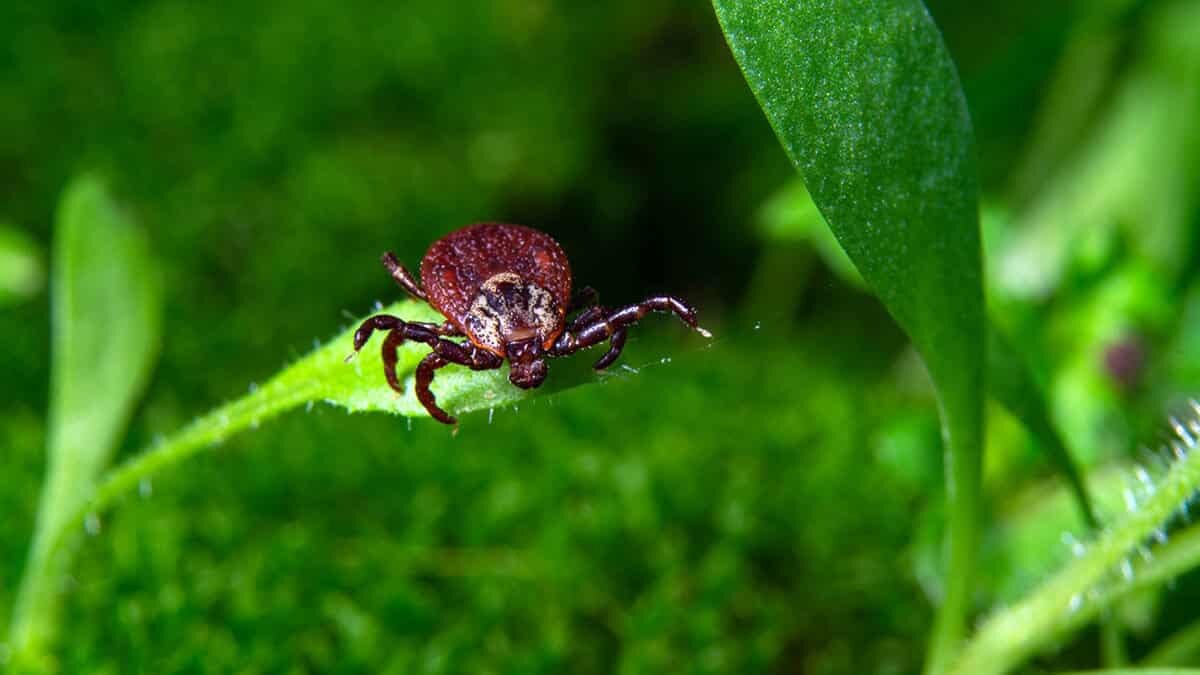 Kene tehdidine dikkat - Kene nasıl çıkarılır!