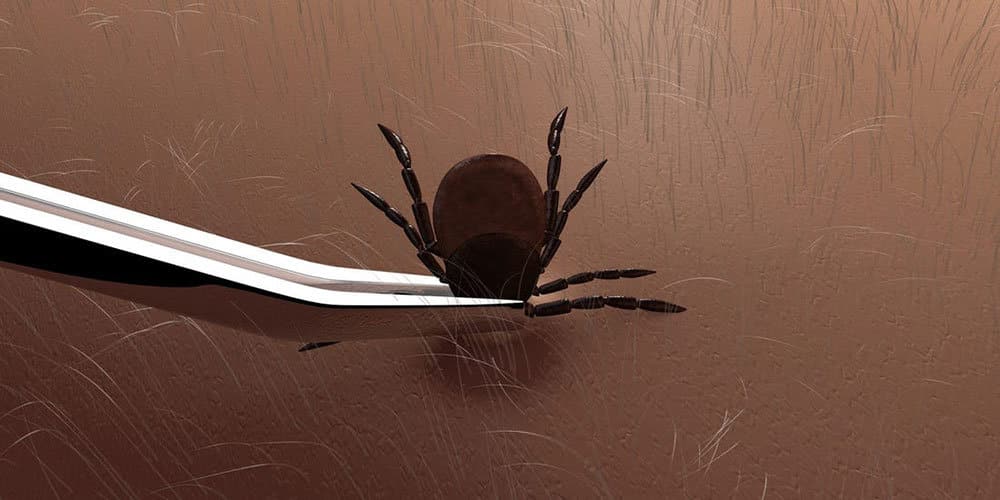 Kene Tehdidine Dikkat