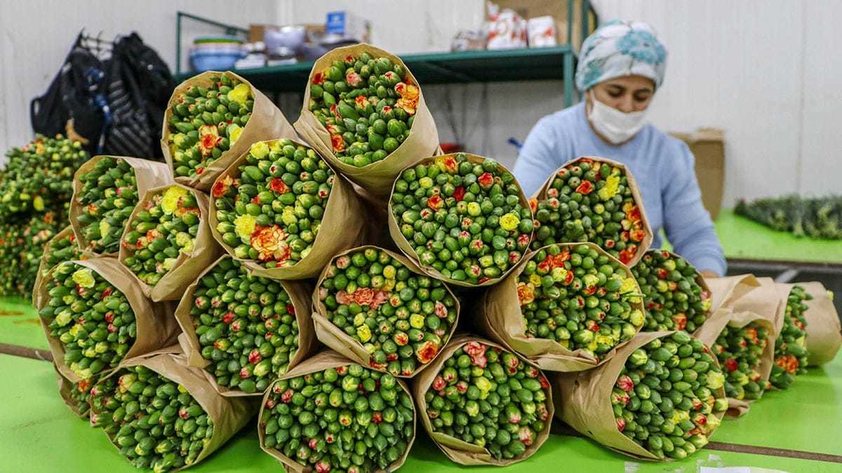 Kesme çiçek sektörünün pik dönemi olan ve Antalya'dan milyonlarca dal karanfilin ihraç edildiği Noel yaklaşırken, bazı Avrupa ülkelerinde kısıtlamaların başlaması ihracatçıları endişelendirdi.