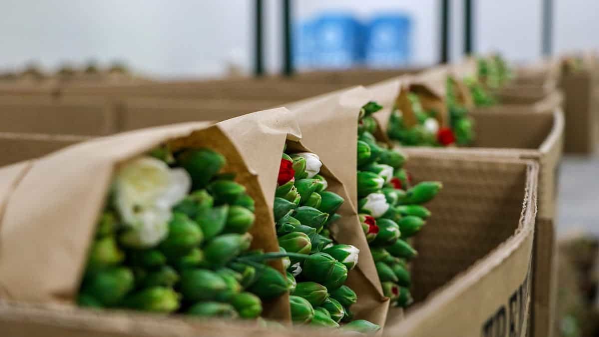 Kesme çiçek sektörünün pik dönemi olan ve Antalya'dan milyonlarca dal karanfilin ihraç edildiği Noel yaklaşırken, bazı Avrupa ülkelerinde kısıtlamaların başlaması ihracatçıları endişelendirdi.