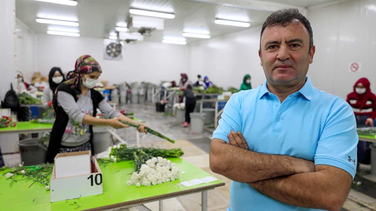 150 milyon dal karanfilin çöpe gidebilir