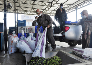 Antalya'nın Manavgat ilçesinde üreticiler zeytin hasadının başlamasıyla birlikte topladıkları ürünü çeşitli fabrikalarda sıktırarak zeytinyağına dönüştürüyor.