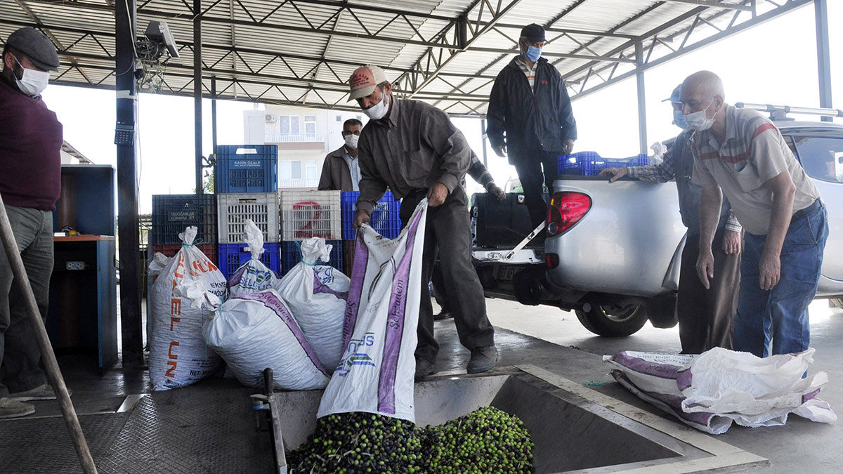 Antalya'nın Manavgat ilçesinde üreticiler zeytin hasadının başlamasıyla birlikte topladıkları ürünü çeşitli fabrikalarda sıktırarak zeytinyağına dönüştürüyor.