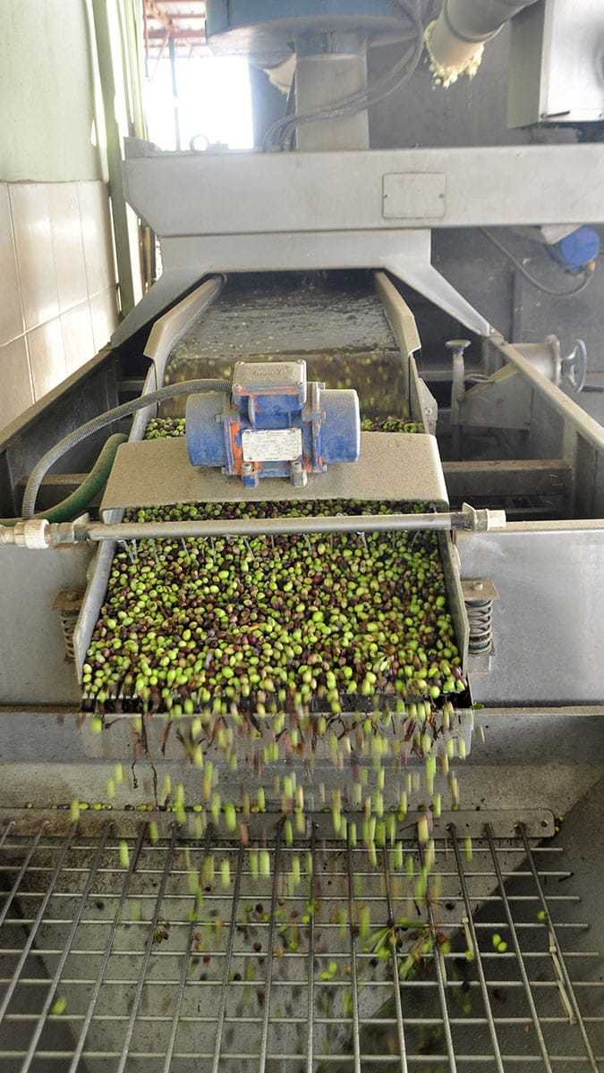 Manavgat Ziraat Odası Başkanı Rasim Metin, son dönemde özellikle sosyal medya sitelerinde kilosu 16-17 liraya zeytinyağı satılmaya başlandığını belirtti.