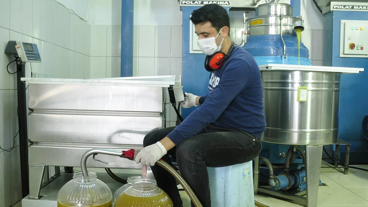 Antalya'nın Manavgat ilçesinde üreticiler zeytin hasadının başlamasıyla birlikte topladıkları ürünü çeşitli fabrikalarda sıktırarak zeytinyağına dönüştürüyor.
