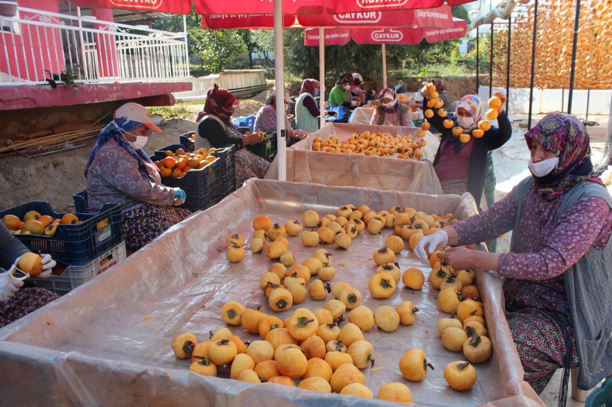Yaşı 4 lira, kurusu ise kalitesine göre 35 liradan 40 liraya kadar çıkıyor. İlk etapta, 'yaşı para etmiyor' diye bu işe başlamıştık. Bu iş sayesinde yaşı da para etmeye başladı. Ekim ayının ortasında topluyoruz. Kasım ayı ortalarında soyma işlemi bitiyor. Aralık ayına kadar ise kurutup, satışa sunuyoruz.
