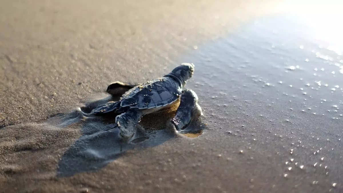 Bu yıl koronavirüs nedeniyle sahiller boş kalınca caretta caretta ve yeşil deniz kaplumbağalarının yuva ve yavru sayılarında yüzde 40'a varan artış yaşandı.
