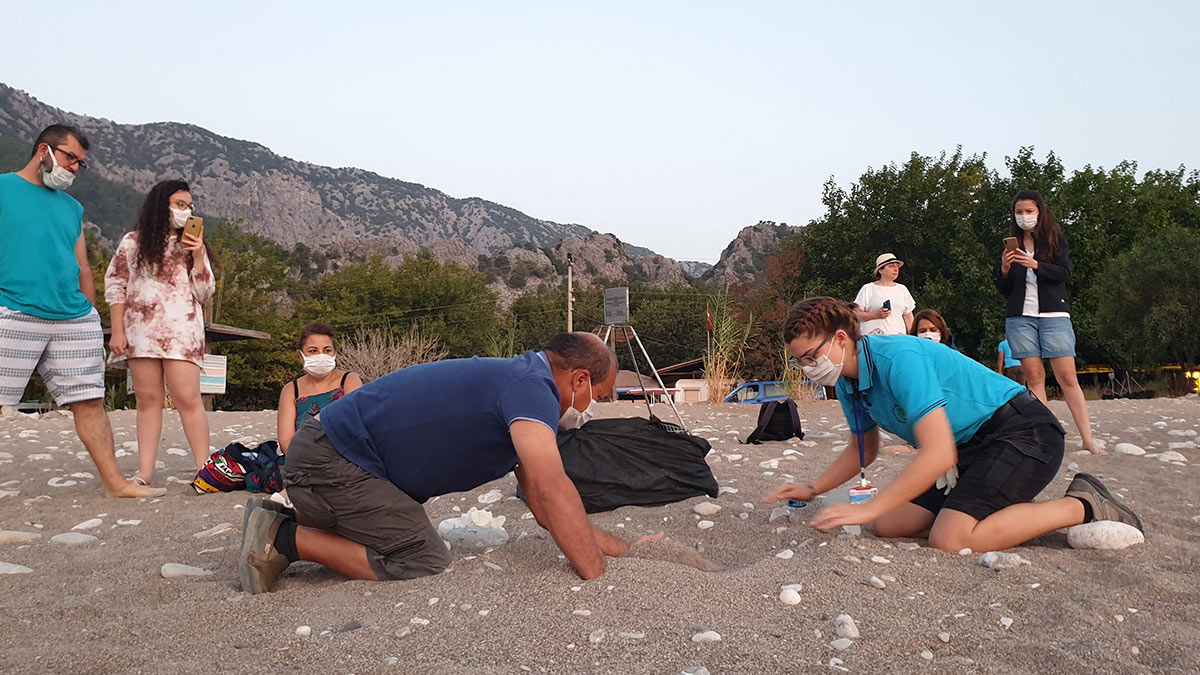 Akdeniz sahillerinde bu yıl 6 bin caretta caretta yuvasından 350 bin yavru, 3 bin 500 yeşil deniz kaplumbağası yuvasından 200 bin yavru denizle buluştu.