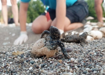 Akdeniz sahillerinde bu yıl 6 bin caretta caretta yuvasından 350 bin yavru, 3 bin 500 yeşil deniz kaplumbağası yuvasından 200 bin yavru denizle buluştu.