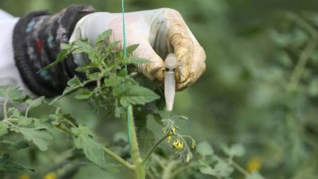 TİGEM Boztepe Tarım İşletme Müdürü Olcay Akın, sebze tohumlarının tüm TİGEM işletmeleri ve bayileriyle, PTTAVM’den satışa sunulduğunu, işletmeden de bilgi alınabileceğini bildirdi.