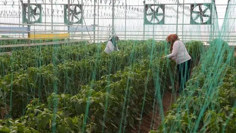 Ti̇gem'e bağlı antalya'daki boztepe tarım i̇şletmesince sürdürülen yerli ve milli sebze tohumu üretim çalışmaları, kadınlar tarafından yürütülüyor.