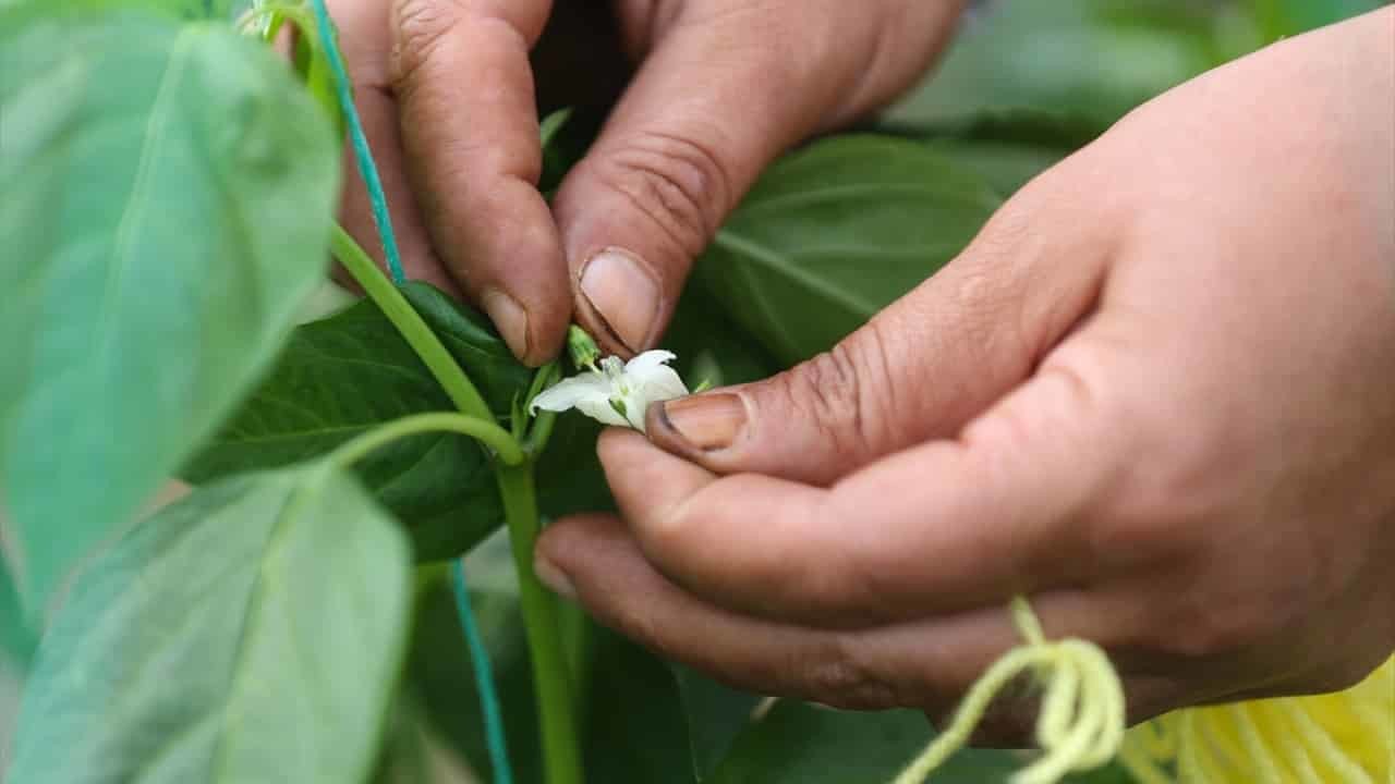 TİGEM'e bağlı Antalya'daki Boztepe Tarım İşletmesince sürdürülen yerli ve milli sebze tohumu üretim çalışmaları, kadınlar tarafından yürütülüyor.