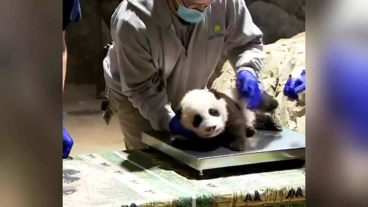 Küçük pandanın görüntüleri rekor kırdı
