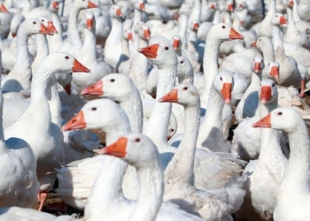 3 bin kapasiteli kaz çiftliği kurdu