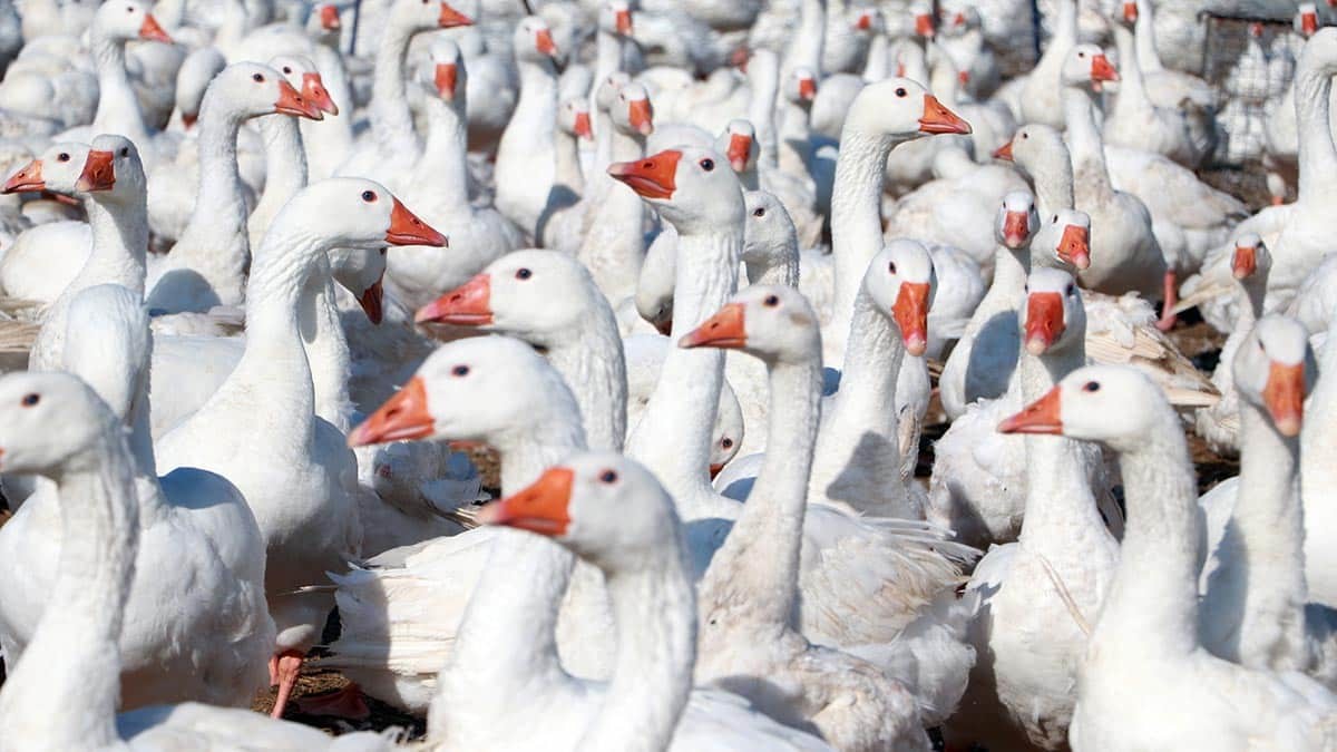 3 bin kapasiteli kaz çiftliği kurdu