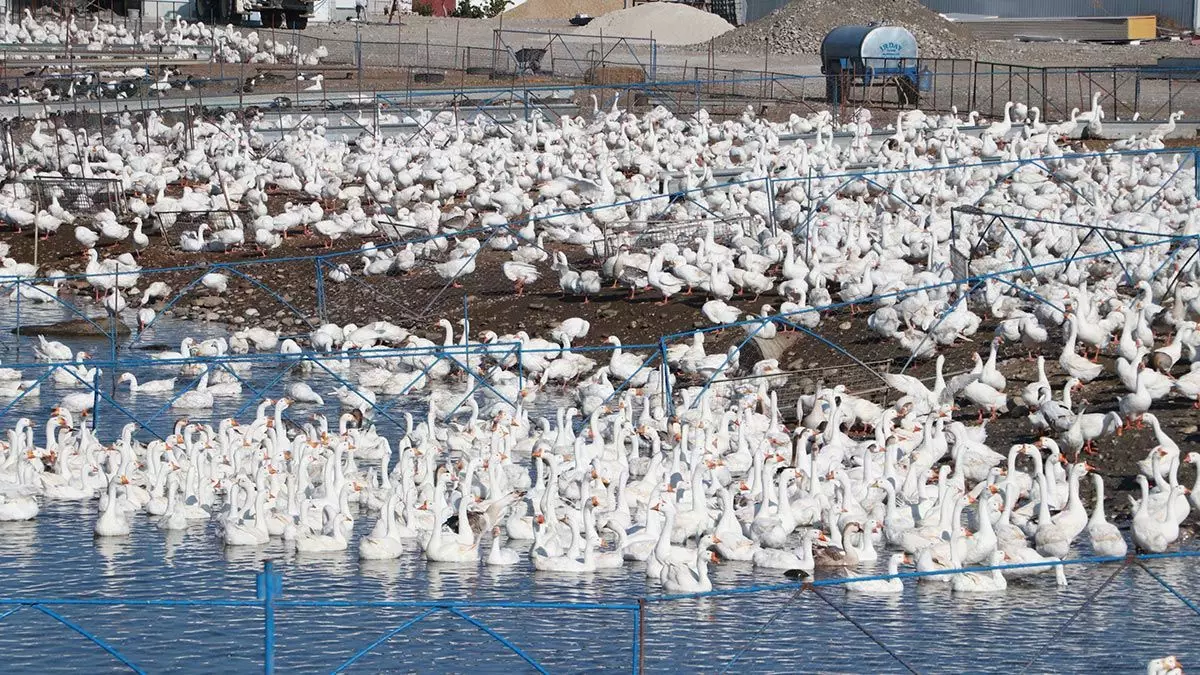 3 bin kapasiteli kaz çiftliği kurarak işletmeye dönüştüren eser aydoğdu, doğu illeri başta olmak üzere türkiye’nin birçok noktasına kaz gönderdiklerini söyledi.