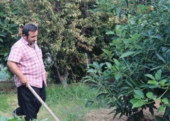 Avokado üreticileri sopalarla nöbete başladı