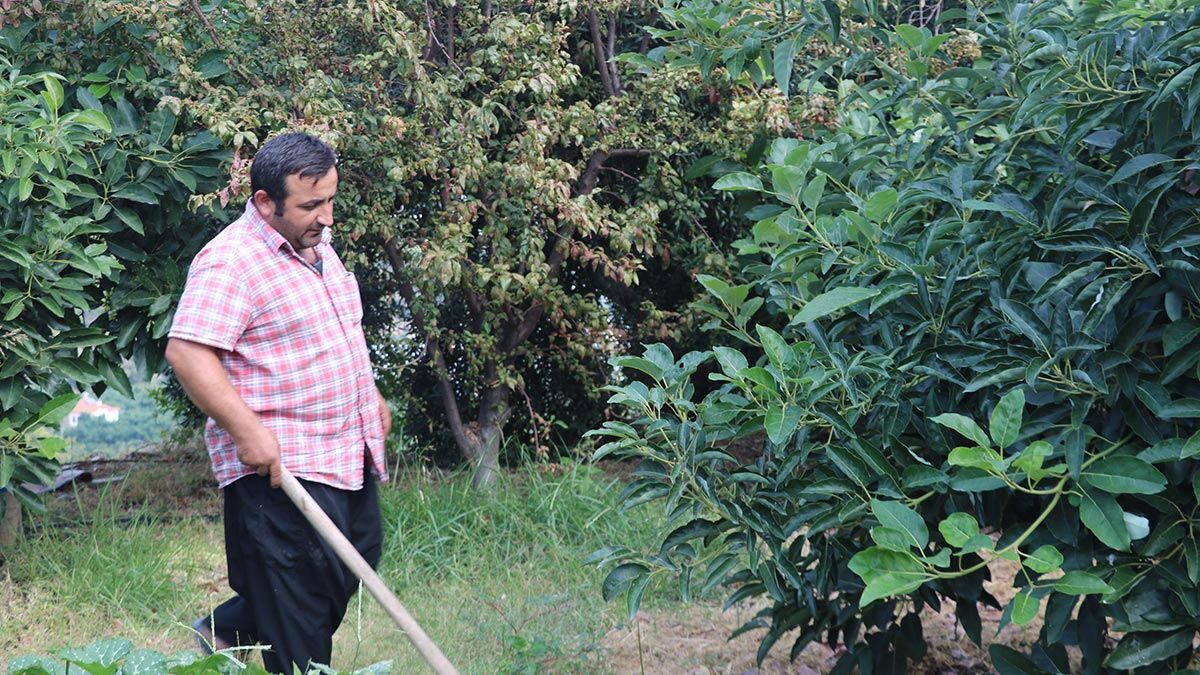 Avokado üreticileri sopalarla nöbete başladı