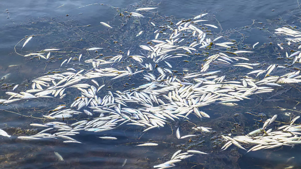 Nallıhan'da 1956 yılında yapılan 63 kilometrelik uzunluğa sahip sarıyar barajı'nda, i̇srail sazanı, normal sazan, gümüş ve akbalık gibi balık türleri yaşıyor.