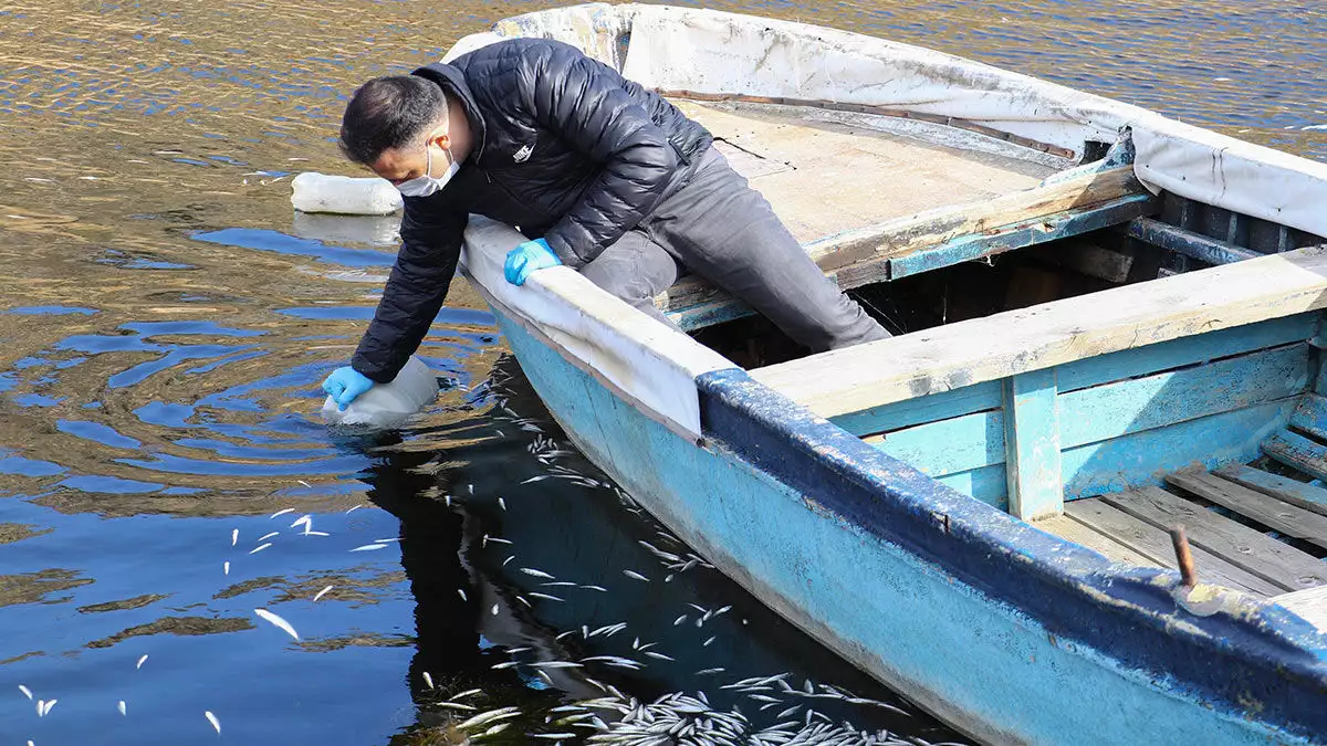 Ankara'nın nallıhan ilçesindeki sarıyar barajı'nda son bir ayda yüzlerce balık telef oldu.