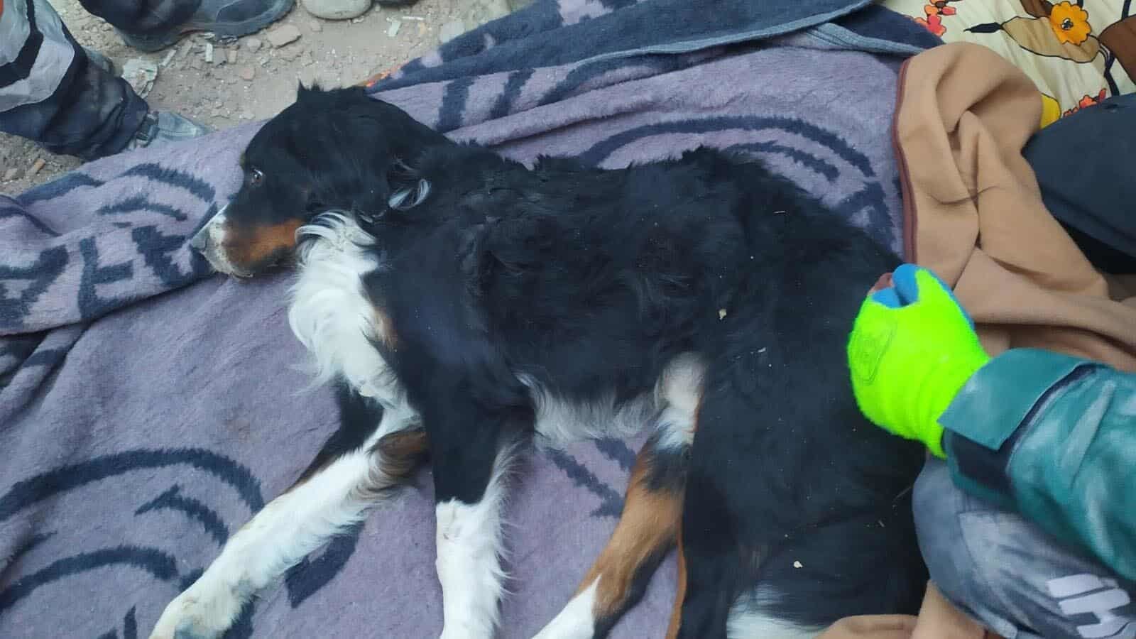 Depremin 65’inci saatinde ekiplerin hummalı çalışmaları sonucunda köpek Ares, enkaz altından çıkarıldı.