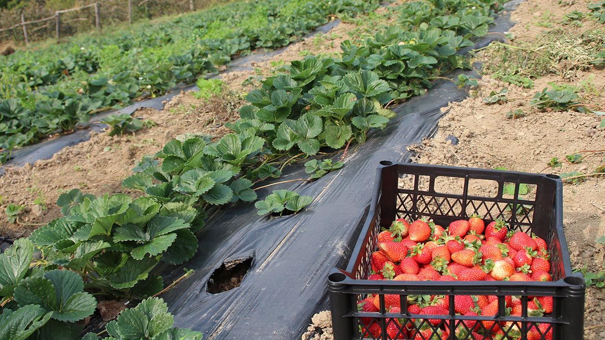Doğal çilek üretimi yapıldı