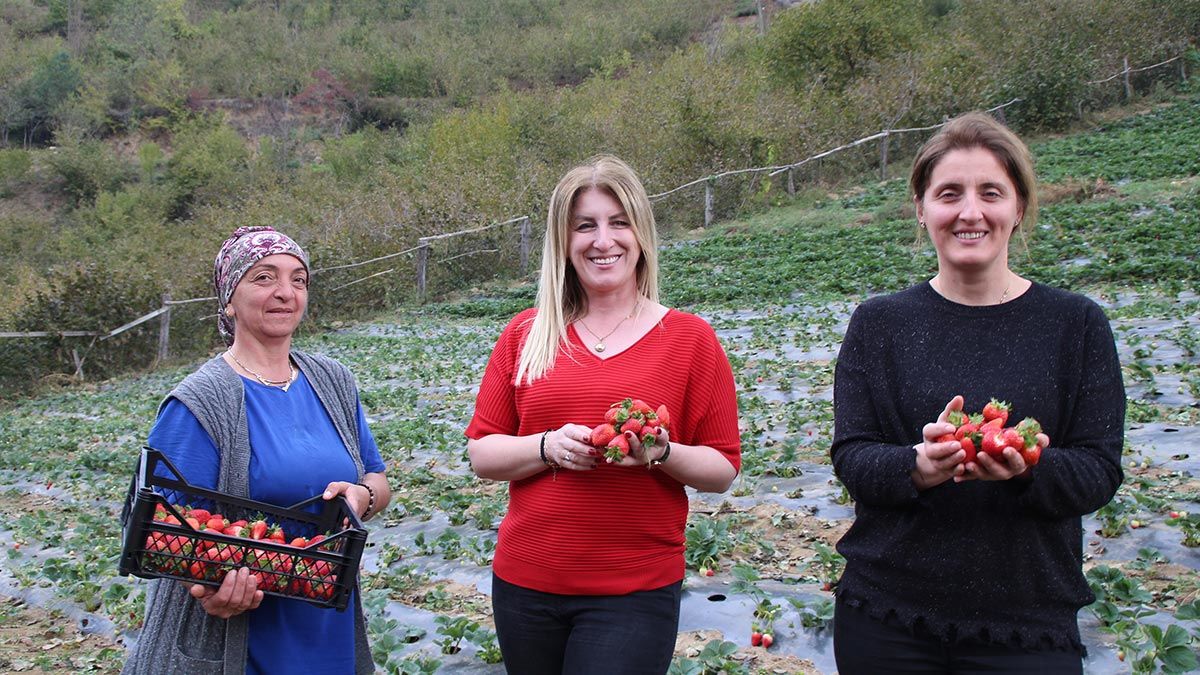 Artvin’nin Borçka ilçesinde bu yıl ilk kez doğal çilek üretimi yapıldı. İlçede üretilen doğal çilekler pazara indirilmeden alıcı buluyor.