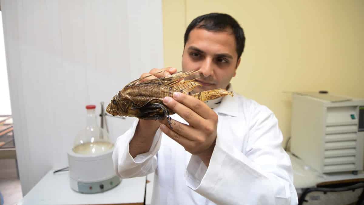 Aslan balığı zehri cinsel problemlere çözüm olacak