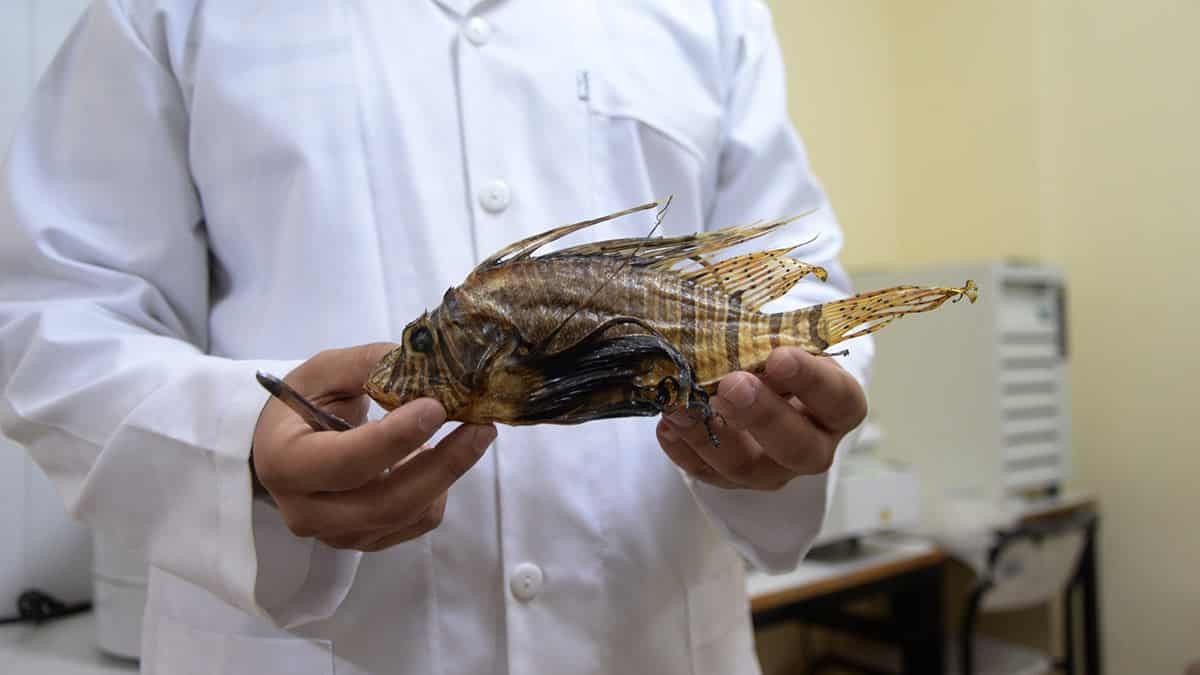 Ayaz, "Aslan balığı zehrinin iktidarsızlık ile mücadele eden hastalarda kullanım potansiyelini öngörmekteyiz".