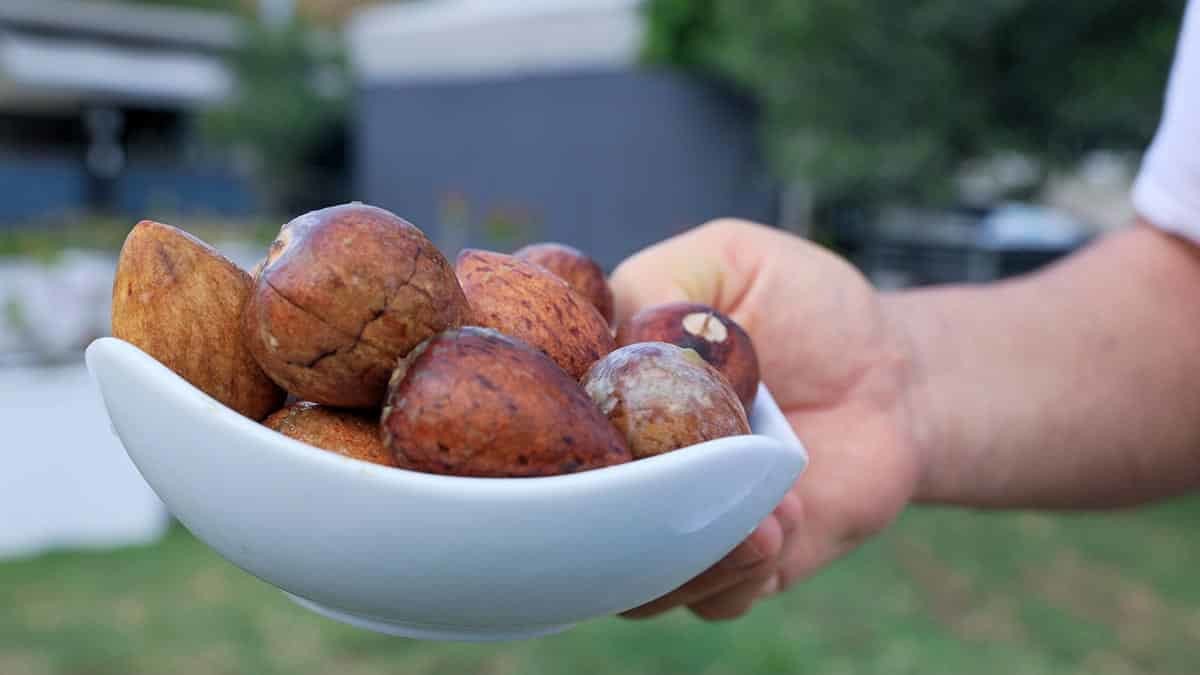 Bir ağaçtan 3 bin 500 lira kazanç elde ediliyor