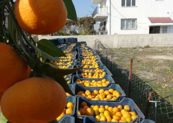 Mandalina üreticinin yüzünü güldürdü