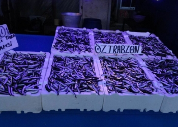 Hamsinin kilosu 7.5 ile 10 lira arasında