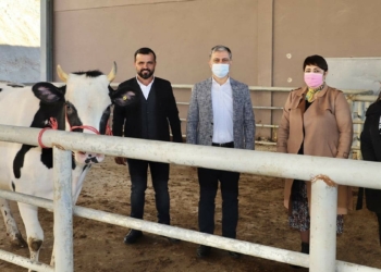 Başkan Böcek, kısa zamanda taburcu olabilir