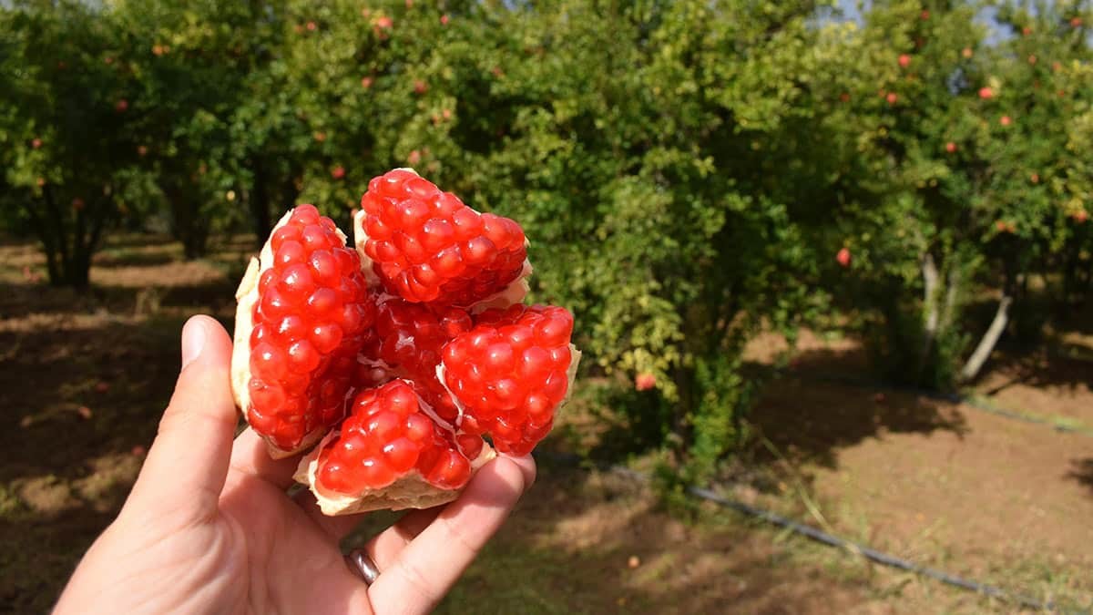 Deve dişi tatlı nar hasadına başlandı