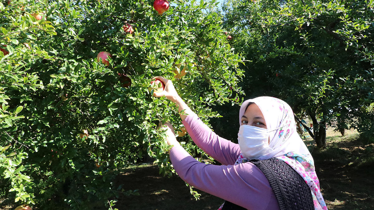 Bilecik’in Orta Sakarya Vadisi’nde yer alan, mikroklima iklimin aroma kattığı deve dişi tatlı narın üretiminde tek merkez olan İnhisar ilçesinde hasada başlandı.