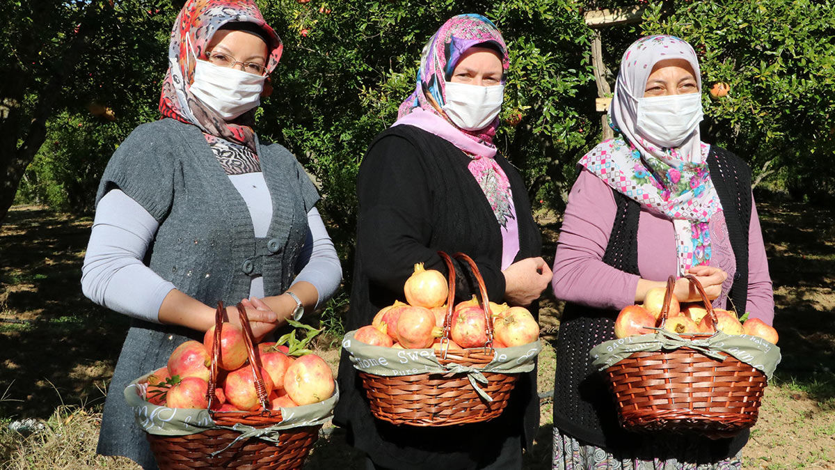 Deve dişi tatlı nar hasadına başlandı