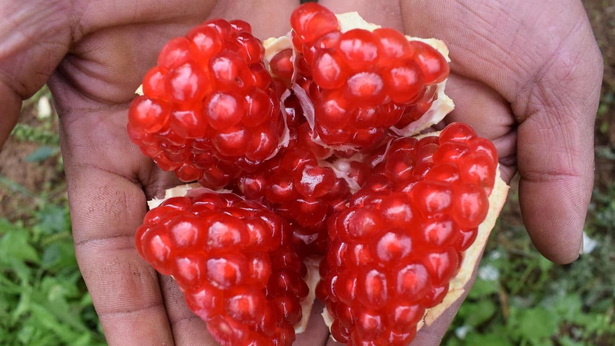 Kaymakam Ali Açıkgöz, bu yıl 2 bin ton mahsul almayı beklediklerini kaydederek, "Burada kendine has farklı aroması bulunan bir nar yetişiyor. Hafif pembemsi, renkli ve iri taneli bir nar. Diğer hicaz narlarından çok farklı bir aromaya sahip" dedi.