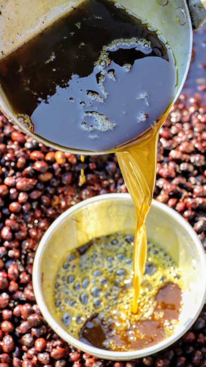 Defne yağının litresi 100 liraya satılıyor