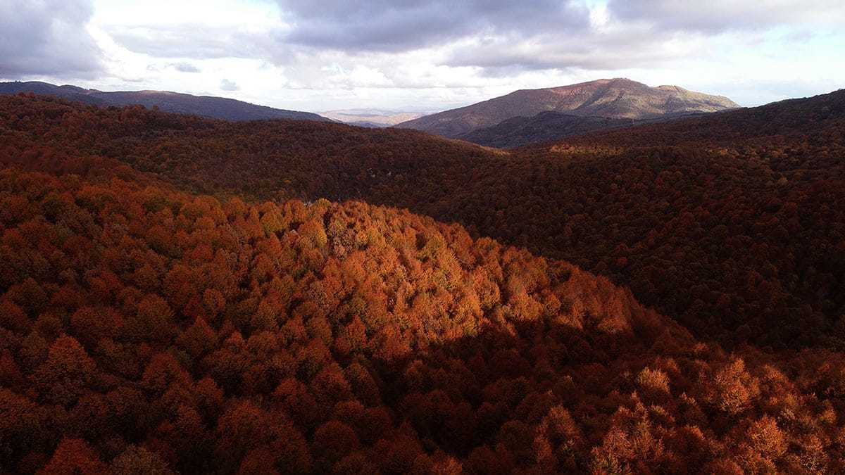 Orman içindeki dere kendisine hayran bırakıyor