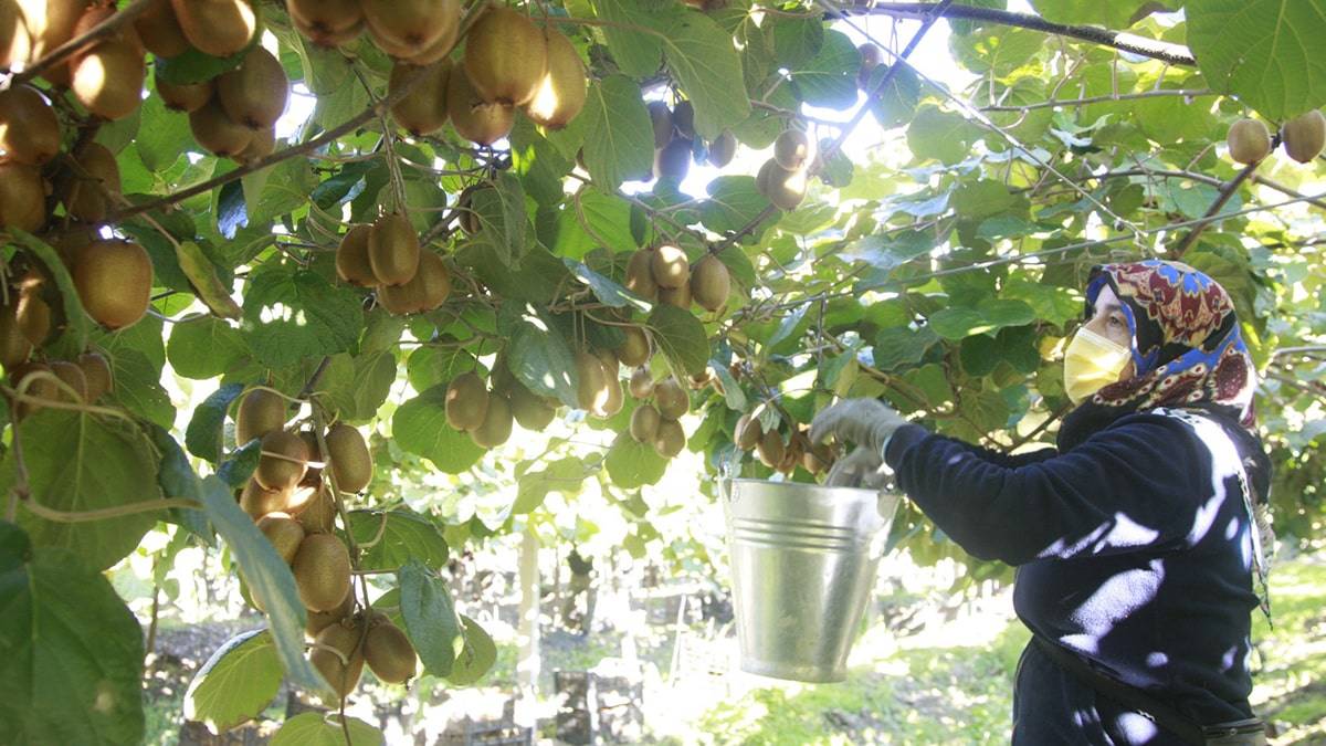 Üreticiler kivinin kilosunu 5 ile 7 liradan satıyor