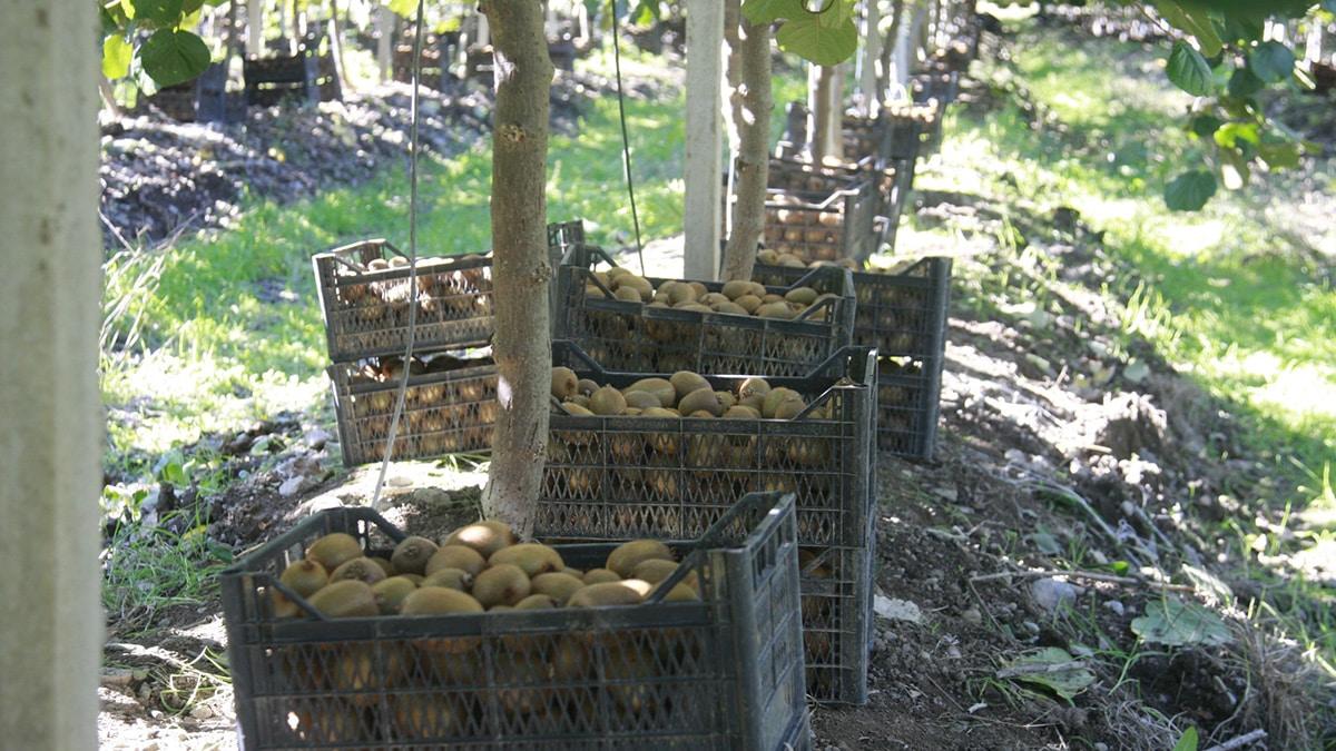 Üreticiler kivinin kilosunu 5 ile 7 liradan satıyor