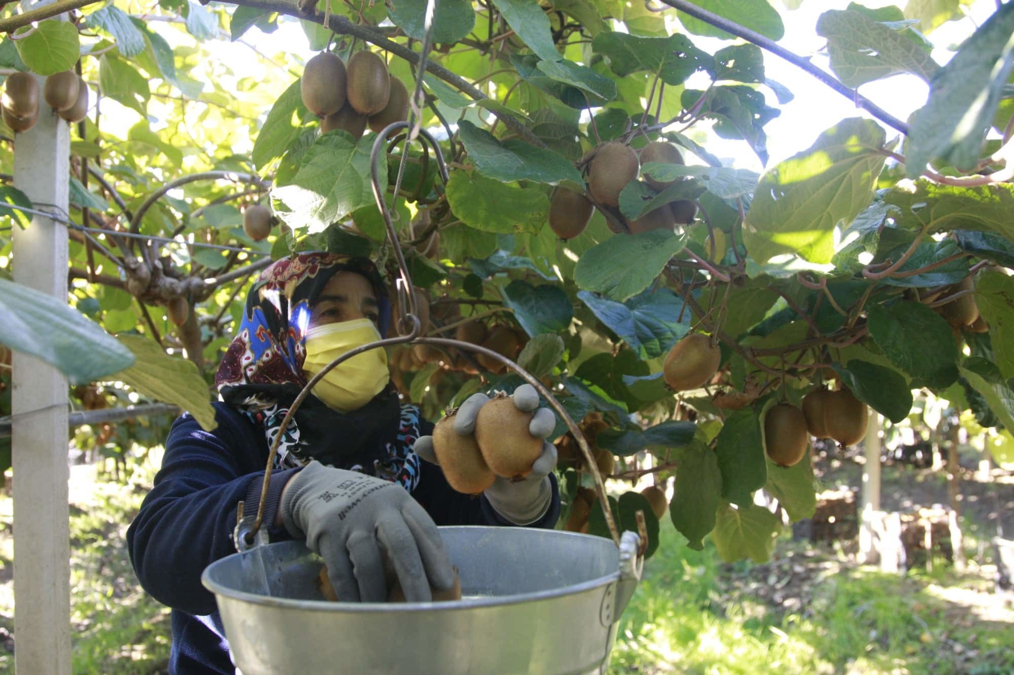 Üreticiler kivinin kilosunu 5 ile 7 liradan satıyor