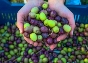 Zeytin üretiminde %45'e varan kayıp yaşandı