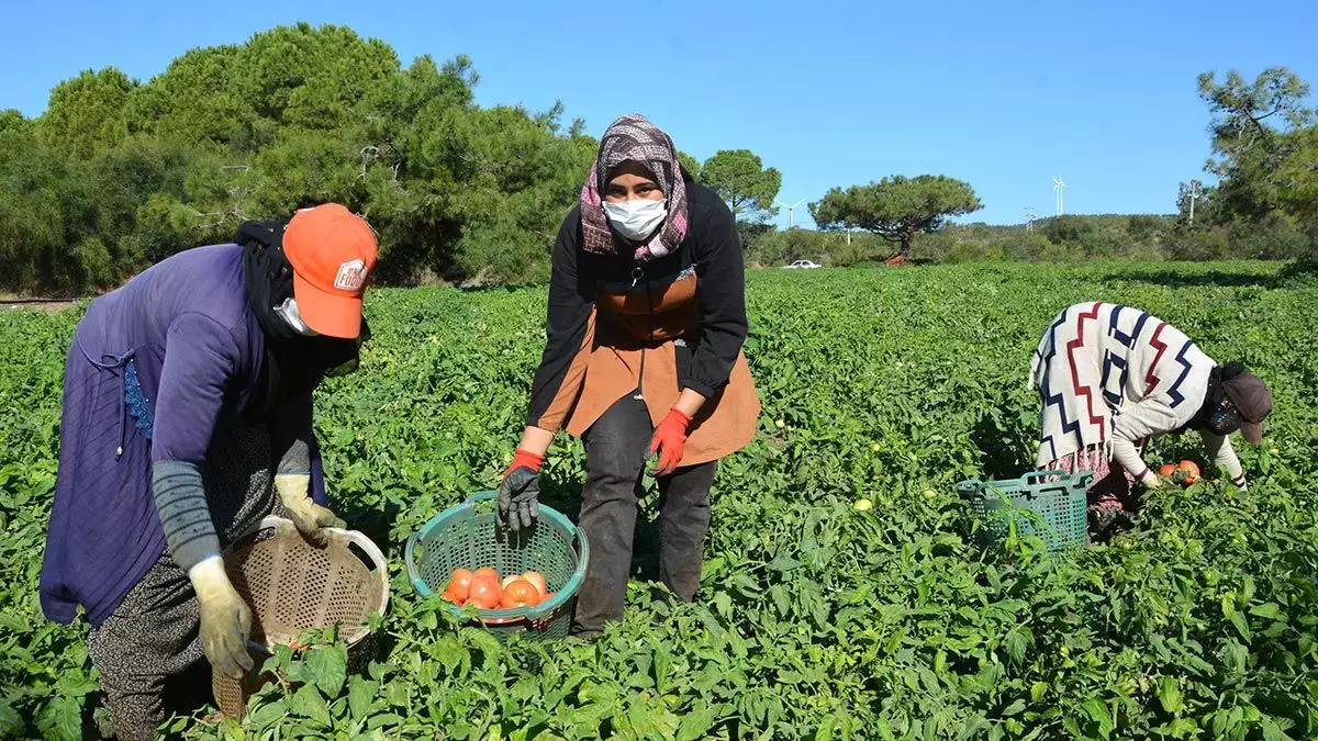 Datça'nın ılıman ikliminde kızlan, karaköy ve emecik kırsal kesimlerinde yetiştirilen güz domatesinde, üretim bu yıl yarı yarıya azaldı.