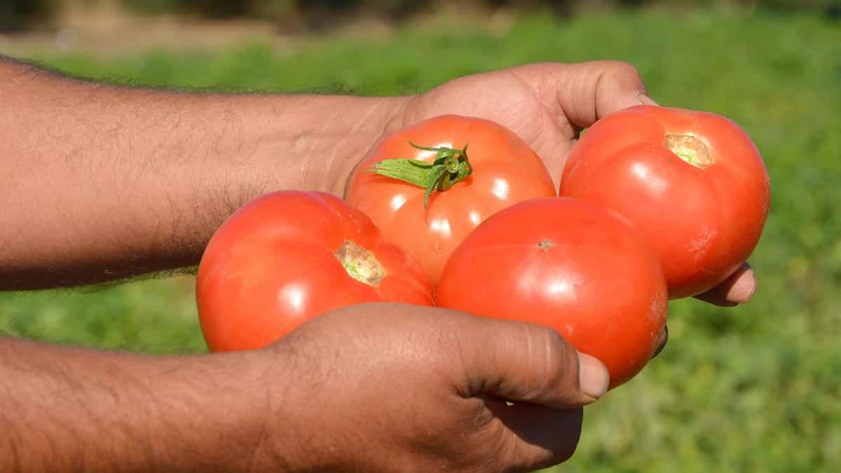 Muğla'nın datça i̇lçesi'nde, yaz aylarında ekimi yapılan güz domatesinin hasadına başlandı. Hasadın ocak ayına kadar devam edeceği bildirildi.