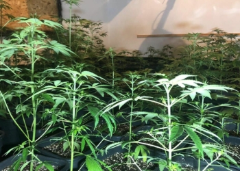 Uyuşturucu satıcılarına yönelik operasyon