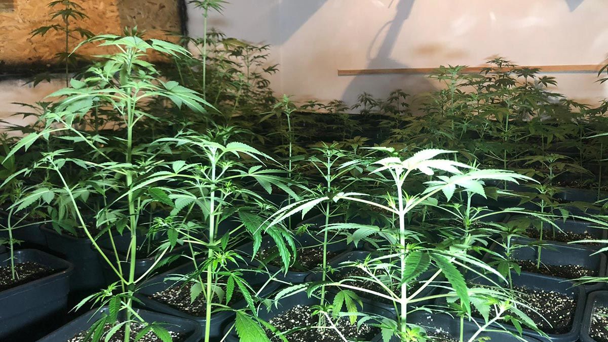 Uyuşturucu satıcılarına yönelik operasyon