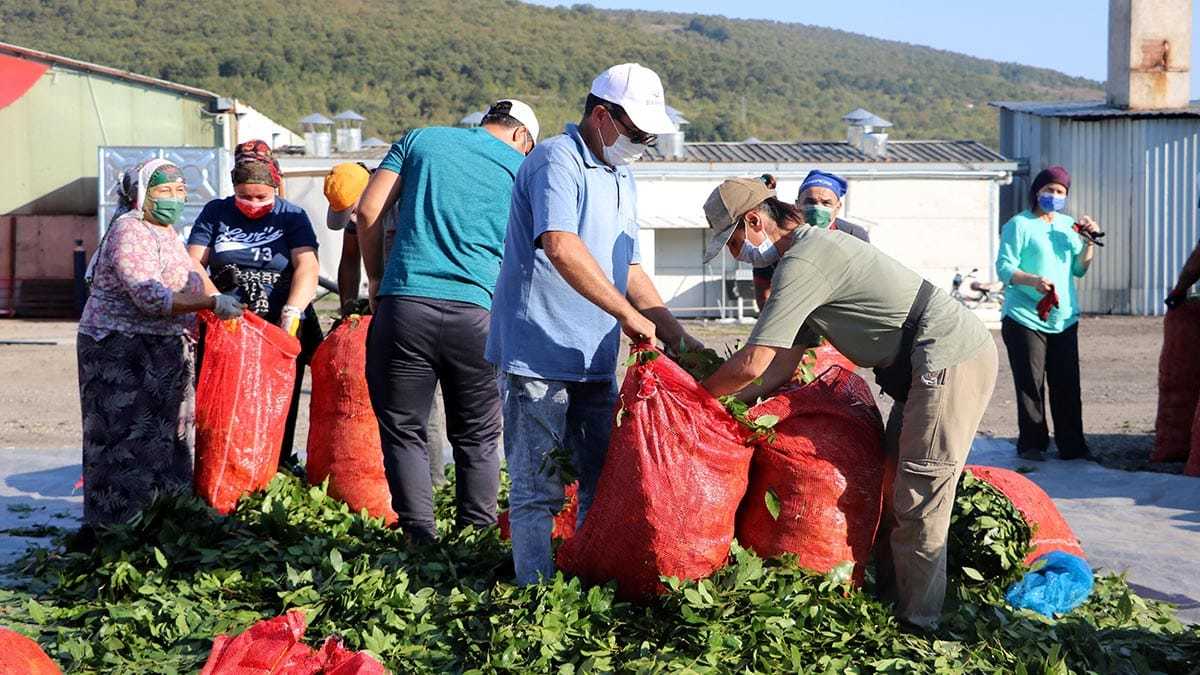 Defne yaprağını işleyerek dünya pazarına ihraç ediyor