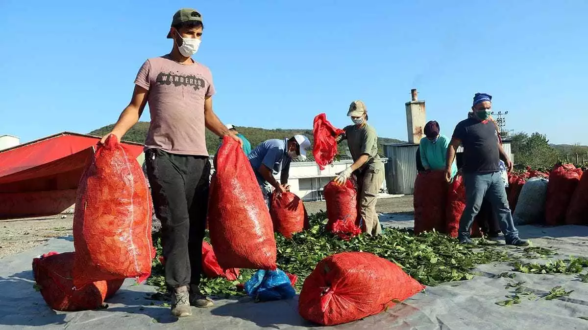Zonguldak'ta iş insanı zekai kamitoğlu, kilimli ilçesine bağlı çatalağzı beldesinde kurulan tarımsal kalkınma kooperatifiyle planlı şekilde toplanan defne yaprağını işleyerek, dünya pazarına ihraç ediyor.